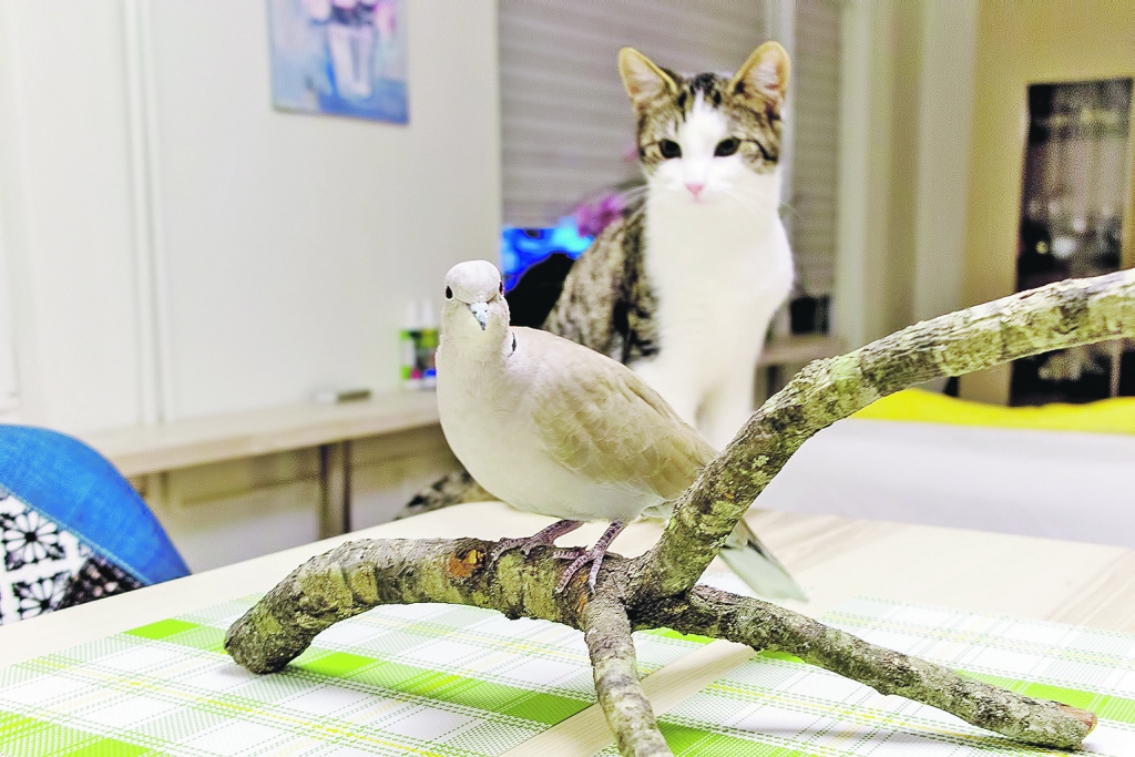 Dūduliņa “mamma” Sandra Bunka pati fotografēties nevēlas, jo stāsta galvenais varonis taču ir putns. Gan viņa, gan dzīvesbiedrs izglābto gredzenūbeli iemūžinājuši daudzās fotogrāfijās. Šeit Dūduliņš palaists brīvsolī, viņu uzmana kaķēns Zefīrs.                                                                                                       
Autors: no personiskā arhīva