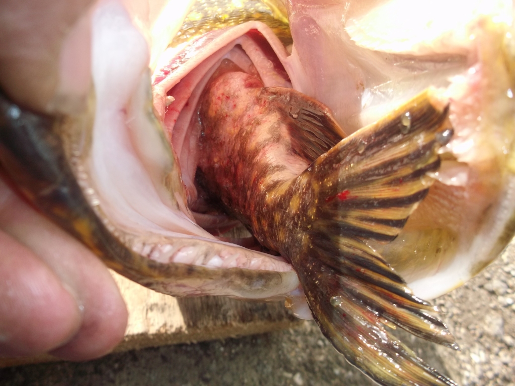 Līdaka līdakā. Aste vien ārā. Šādi lomi makšķerniekiem negadās bieži.   

Autors: no Pāvela Orlova albuma