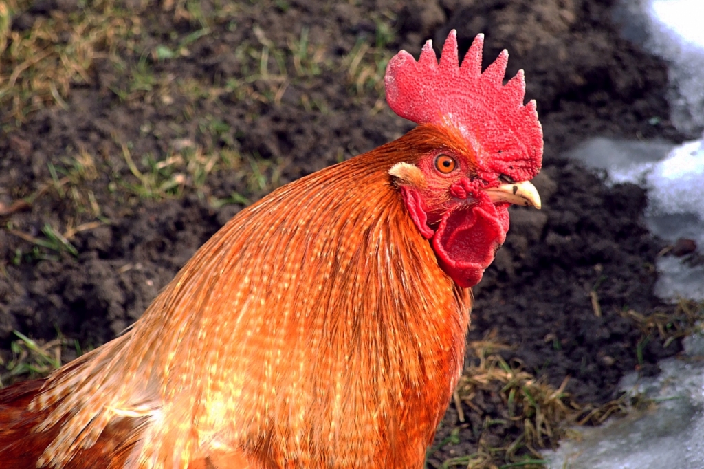 Ugunīgā Gaiļa gads sāksies 28. janvārī pulksten 02:07:01.