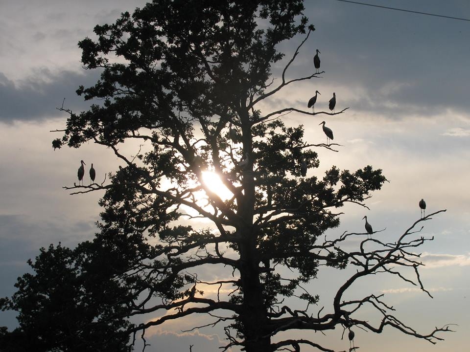 Stārķi. Ceļā uz Muldakmeni. 	
Autors: Signe Belaja