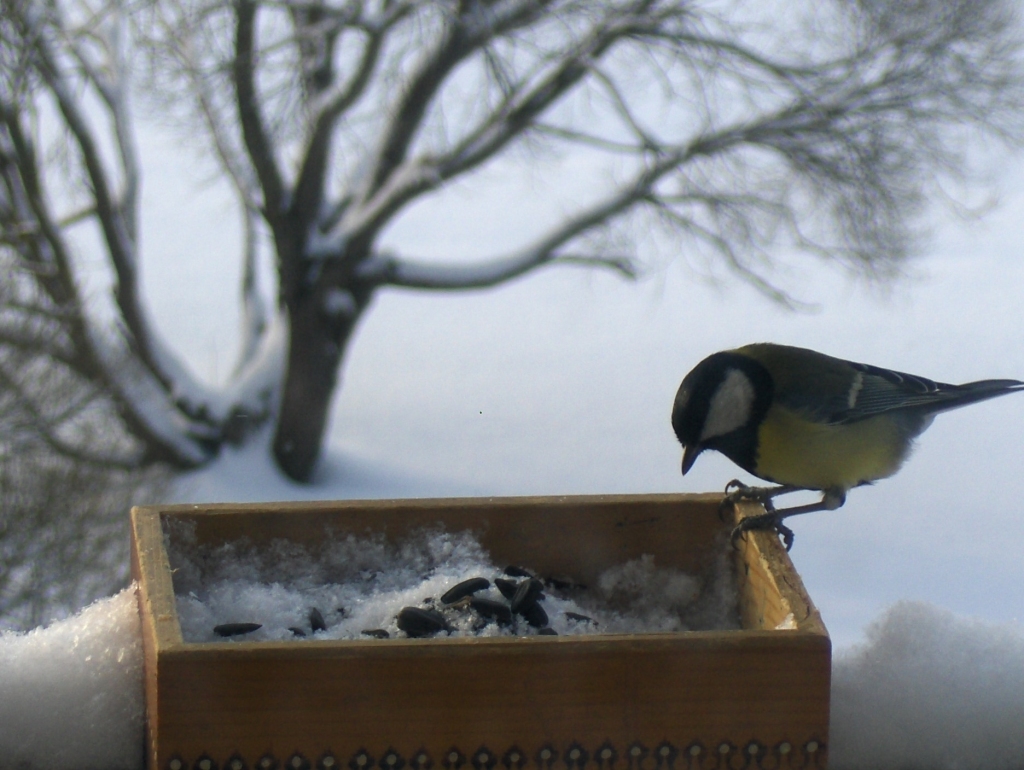 Barotava. Labāk, ja putnu barotavai ir jumtiņš, kas pasargā barību no sniega un lietus.
Autors: Inga Patmalniece