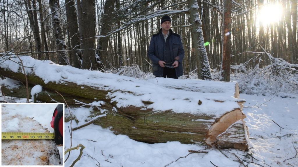 Nenosargājām. Nozāģēta viena no diženākajām Latvijas tūjām. 