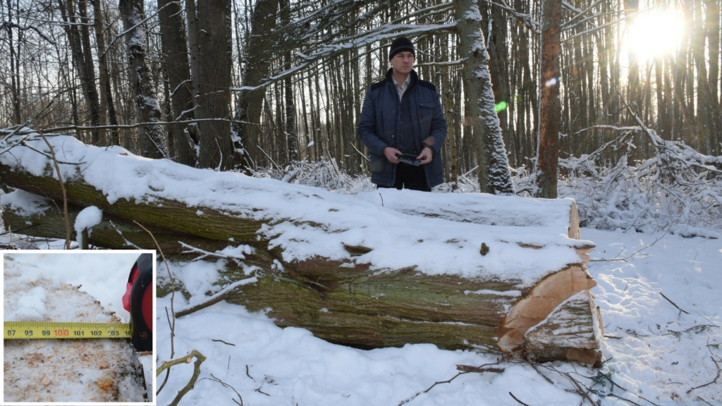 Nenosargājām. Nozāģēta viena no diženākajām Latvijas tūjām. 	
Autors: Līga Patmalniece