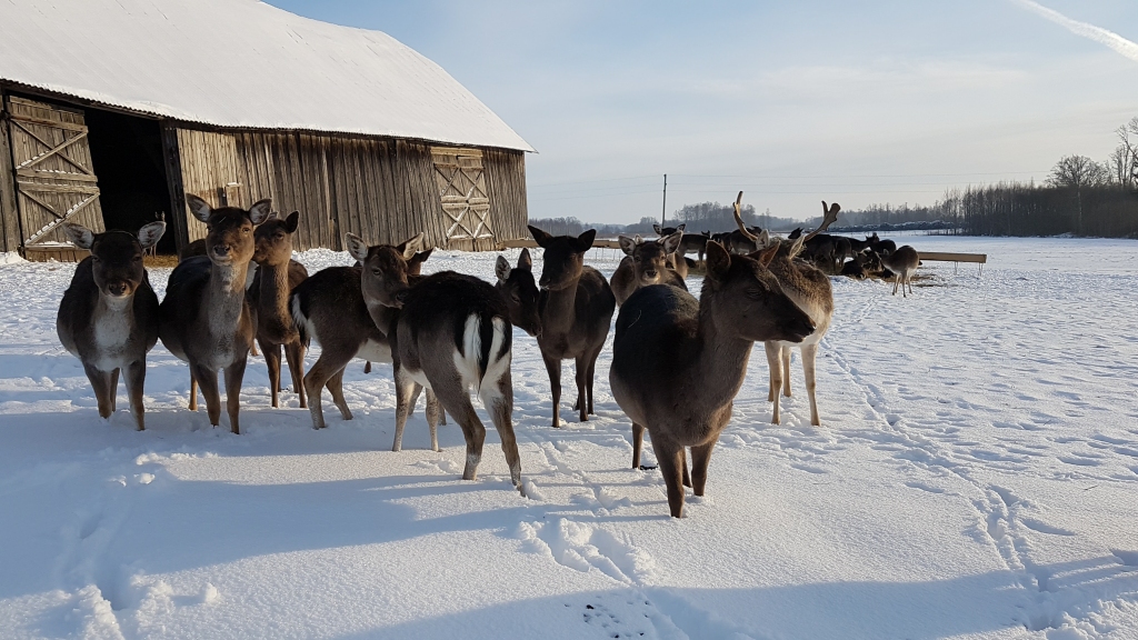 Glaudīt neļaujas, bet ir ieinteresēti. Valles pagastā, zemnieku saimniecībā “Ībēni”, darboties sācis briežu dārzs. Dambriežu novietne ir tuvu ceļam, un cilvēku klātbūtni dzīvnieki saista ar iespēju paēst.                                                                                                                             
Autors: Imants Kaziļuns