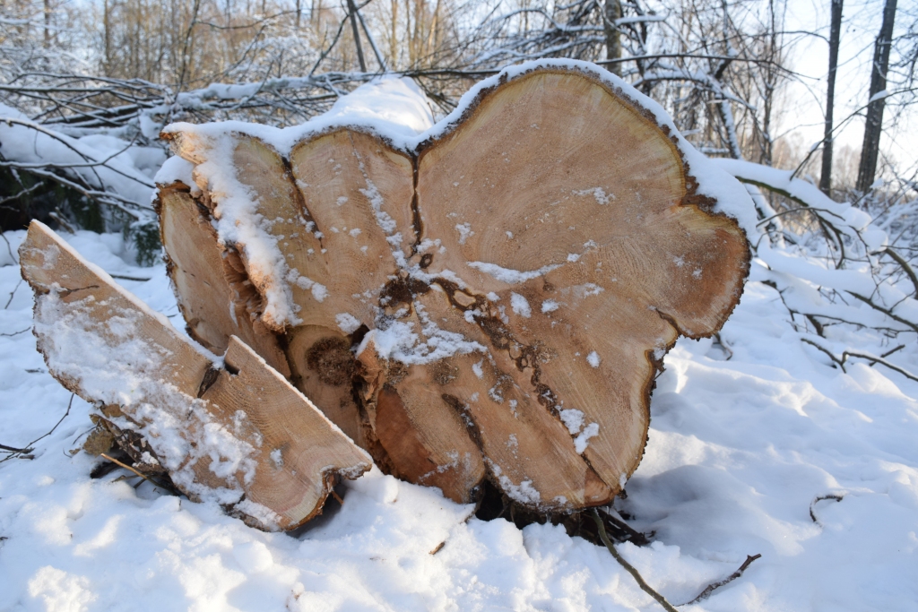 Novērtējot nozāģētās tūjas apkārtmēru, “Sadales tīkls” secināja, ka koks atbilst dižkoka kritērijiem, par ko pirms darbu sākšanas nebija pārliecinājies darbu izpildītājs.                                       
Autors: Imants Kaziļuns