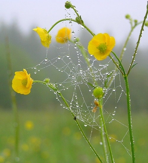Rasa. 	
Autors: Gunta Tuča