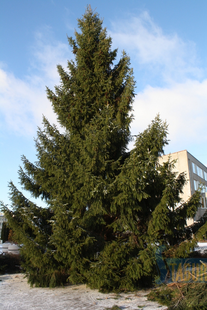 Decembrī bija šāda skaistule. 