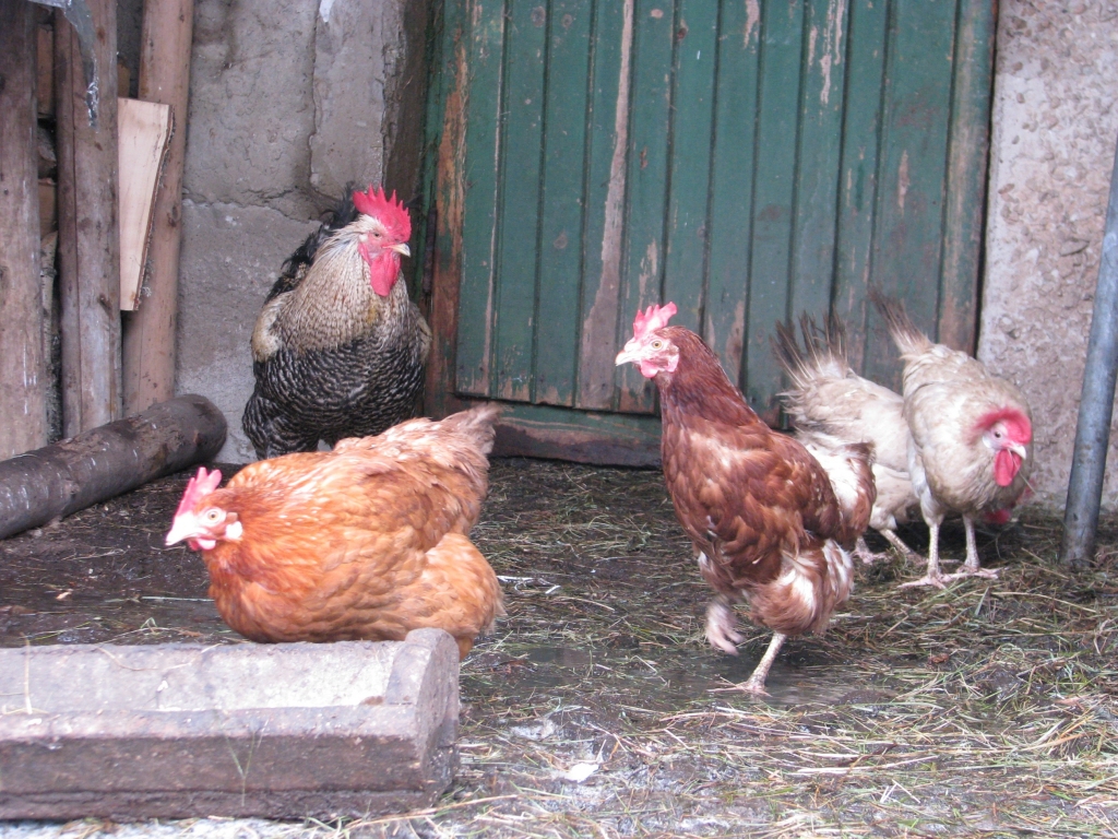 Nekavējoties jāziņo veterinārārstam vai PVD, ja pamana, ka putni mazāk ēd, strauji samazinās dēšana, tie izskatās savārguši un  nobeidzas.
Autors: no “Staburaga” arhīva ir ilustratīva nozīme