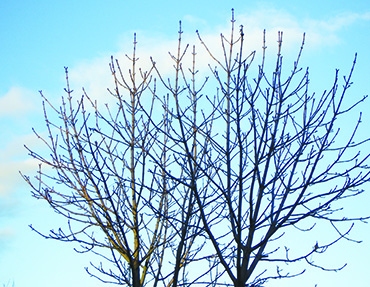 Autors: Inārs Dreijers