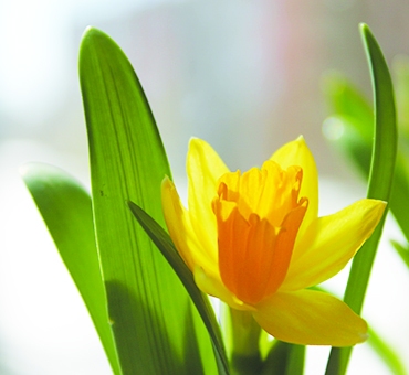 Autors: Inārs Dreijers