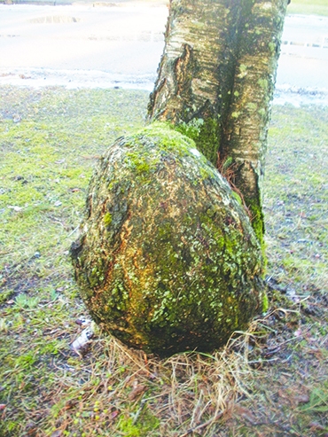 Autors: Inārs Dreijers