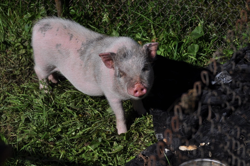 Cūku zinām kā lauksaimniecības lopu, kura galvenais audzēšanas mērķis ir gaļas ieguve. Pundurcūka sāka kļūt par salīdzinoši populāru mājdzīvnieku, kad Latvijā uzliesmoja cūku mēris.
Autors: Dainis Ģelzis