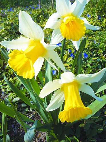 Autors: Inārs Dreijers