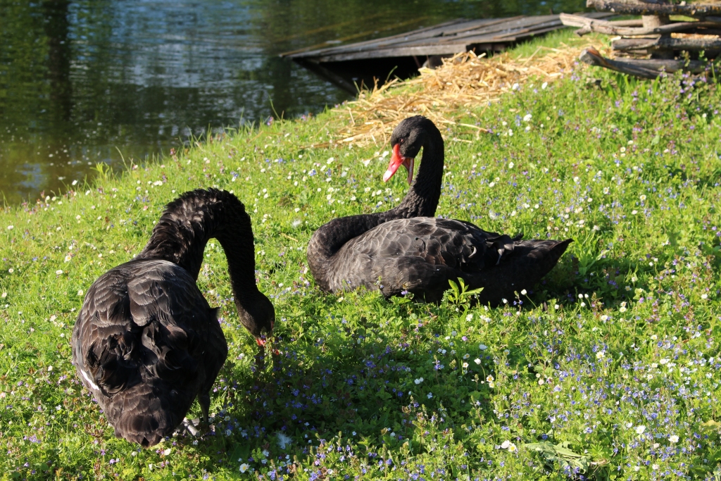 Duets.
Autors: Zane Brokolīte