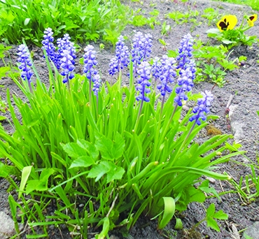 Autors: Ināra Sudare