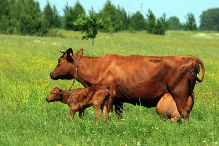PIENA LOPKOPĪBĀ jūtama kaut neliela augšupeja, tomēr piensaimnieki vēl saimnieko piesardzīgi.
Autors: no interneta