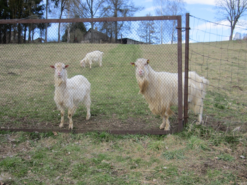 Autors: Anita Grīnvalde