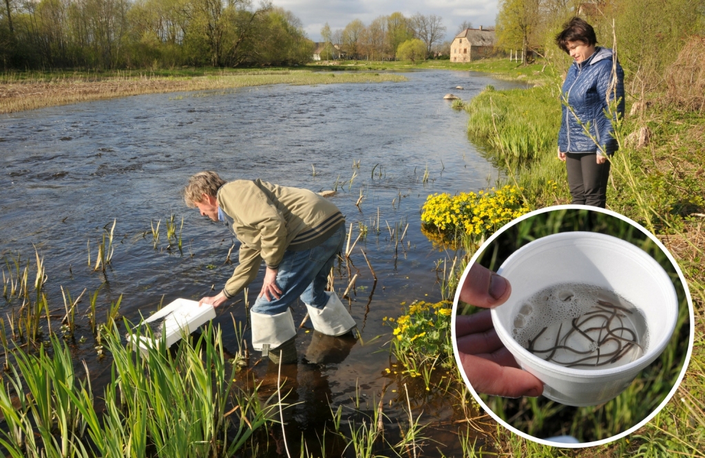 Jaunās mājas — Mēmeles upe. Institūta BIOR darbinieks, piedaloties Mazzalves pašvaldības pārstāvei, upē ielaiž ap septiņus centimetrus garus zušu mazuļus.
Autors: no Neretas novada pašvaldības