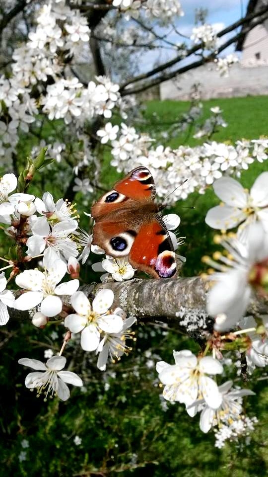 Autors: Zane Brokolīte