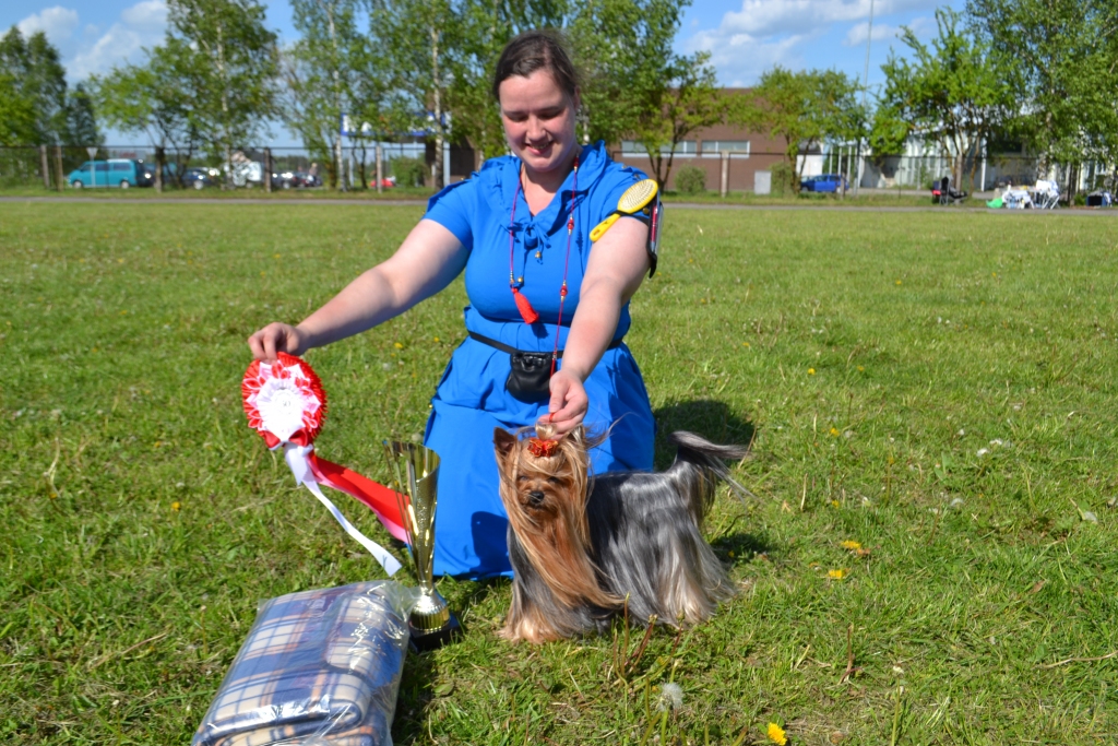 OTRAIS.  Rīdzinieces Oļesjas Vančenko Jorkšīras terjers “Domes kausā” ir otrās vietas ieguvējs.