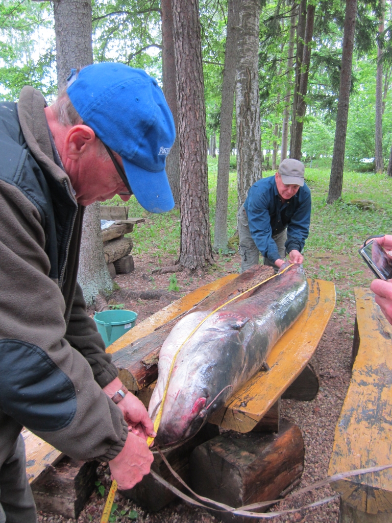 Par trim centimetriem garāks. Jāzeps Lapinskis un Jānis Ritums mēra kārtējo Daugavas milzeni. Tas ir 2,23 m garš un 70 kg smags.