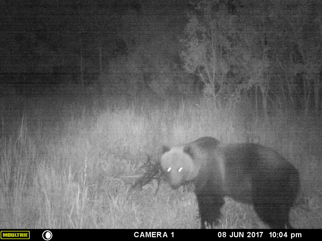 Galds klāts! Bebru pagastā, Vārnukalna apkaimē, vakariņo brūnais lācis.
Autors: no Jurija Tarasova albuma