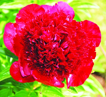 Autors: Agita Grīnvalde-Iruka