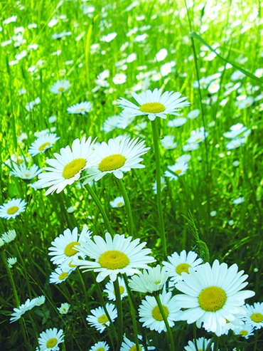 Autors: Silvija Karpoviča