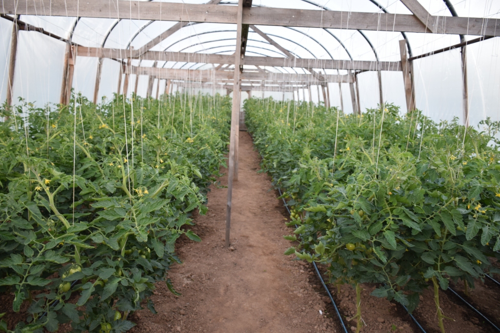 Viss pašu rokām. Ar Ronalda prasmīgajām rokām un dažādu projektu finansiālo atbalstu saimniecībā tapušas septiņas siltumnīcas.
Autors: Imants Kaziļuns