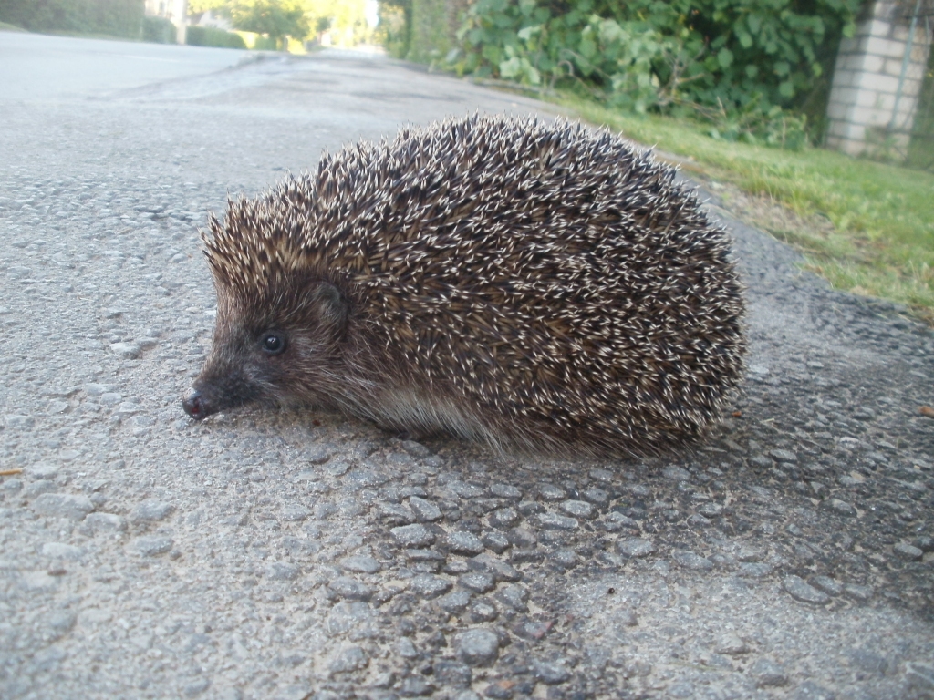 Autors: Inārs Dreijers