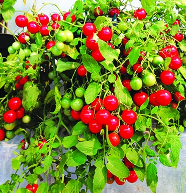 Autors: Ināra Sudare