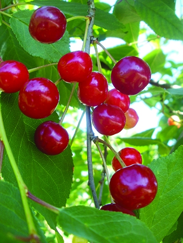 Autors: Inārs Dreijers