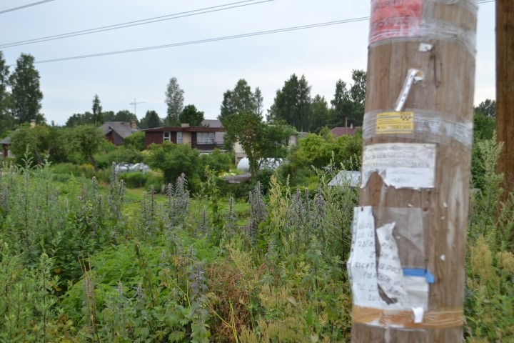 “Staburaga” uzrunātie Aizkraukles vasarnīcu īpašnieki atzina, ka ļoti trūkst informācijas, kā darbojas biedrība “Ziedi”, kādi lēmumi pieņemti un kad notiek kādas sanāksmes. Vasarnīcu rajonā vairs nav informatīvā stenda, vien ar sludinājumu lapiņām aplīmēti stabi. Cilvēki sūdzās arī par to, ka nekopj ceļmalas un apkārtējo teritoriju. No vienas kalna nogāzes vasarnīcas pārņem latvāņi.
Autors: Imants Kaziļuns