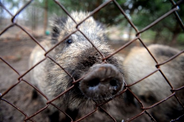 CŪKU MĒRIS aizvien ir nopietna problēma, tāpēc cūku audzētājiem jābūt modriem.
Autors: no interneta