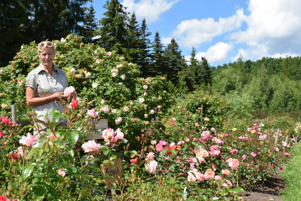 Tā ir bezmaksas terapija — saka Linda Ratkeviča vedot ekskursijā par rožu aromātu piepildīto dārzu. Visintensīvāk rozes smaržo rīta pusē, kad gaiss vēl nekustās, kad saule sāk sildīt.
Autors: Guna Skaistkalne