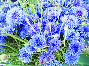 Autors: Inārs Dreijers