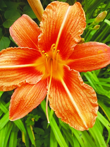 Autors: Renārs Dreijers