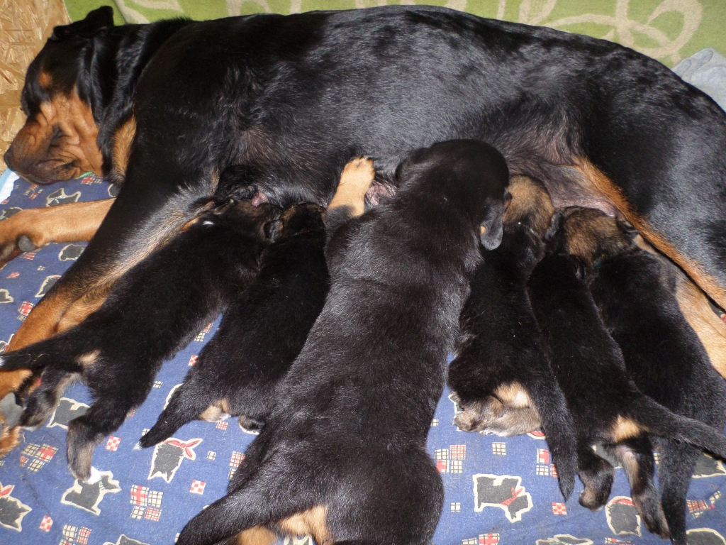 SAIME. Lai pabarotu tik lielu saimi, vajag daudz spēka. Barfija baro gan savu mazuli (vislielākais), gan piecus audžubērnus.
Autors: Ludmila Krasta