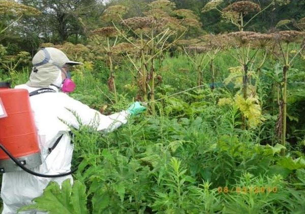 LATVĀNI MIGLOJOT, tam neveidojas ziedkopas un augs neizplatās tālāk.