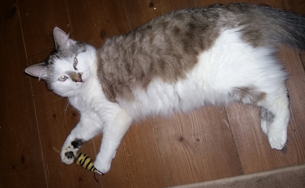 Aluksniesiem.lv raksta attēla aizvietotājs