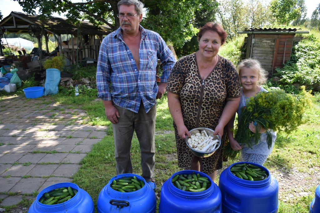 .Gurķi vēl atdzeras. Valdis, Mārīte Armaņi un mazmeita Diāna gatavojas lielajai skābēšanai.