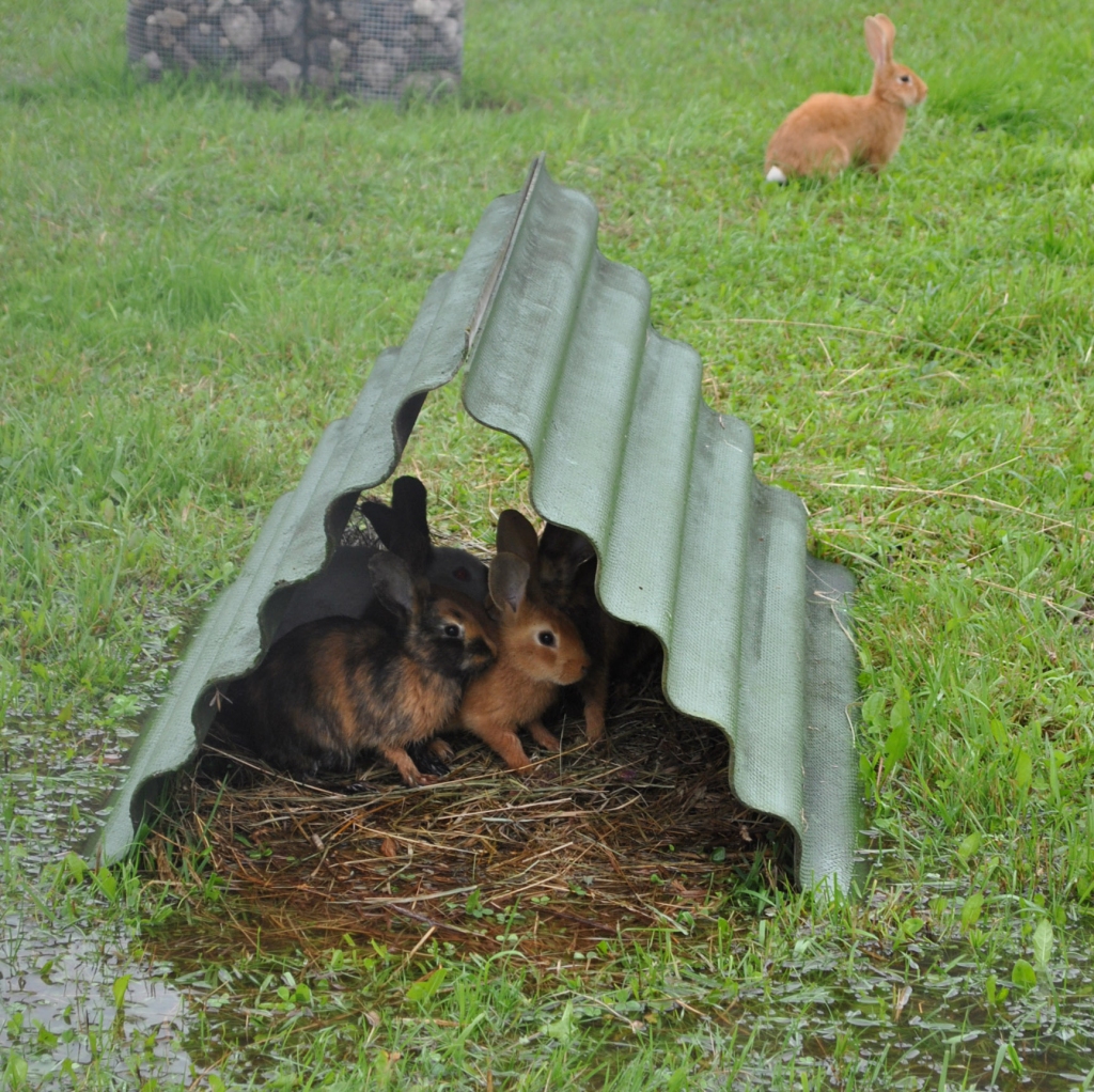 BRĪVĀ VAĻĀ. Āra laukumā garaušiem, ir kur izskrieties.