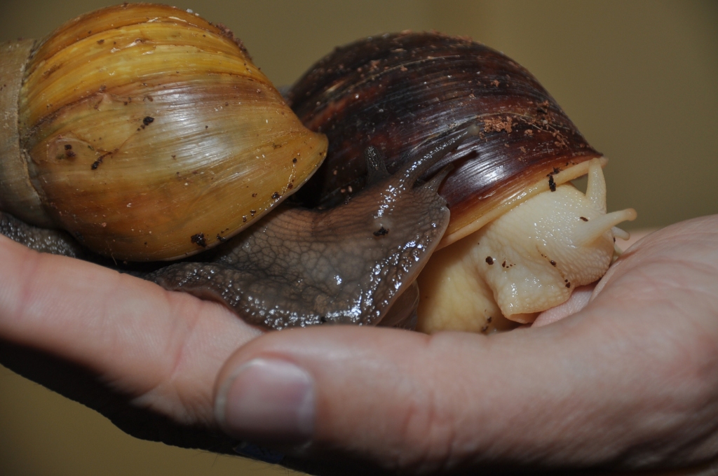 Autors: Dainis Ģelzis