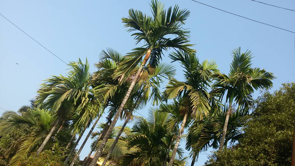 Palmas Indijā.
Autors: no ceļotāju albuma