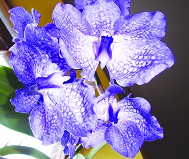 Autors: Inārs Dreijers