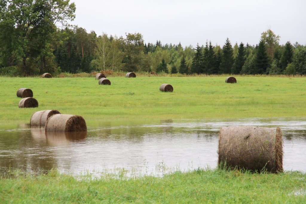 LIETAVAS IZMĒRCĒ LOPBARĪBU. Bebru pagastā braucot pa ceļu, kas ved no Bebriem uz Meņģeli, pēc lielajām ilgstošajām lietavām paveras postošs skats — pļavā ūdenī mirkst siltajās augusta dienās savāktā siena ruļļi.
Autors: Vija Linka