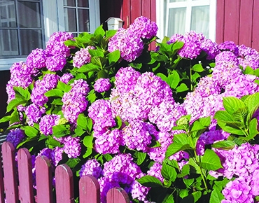 Autors: Agita Grīnvalde-Iruka