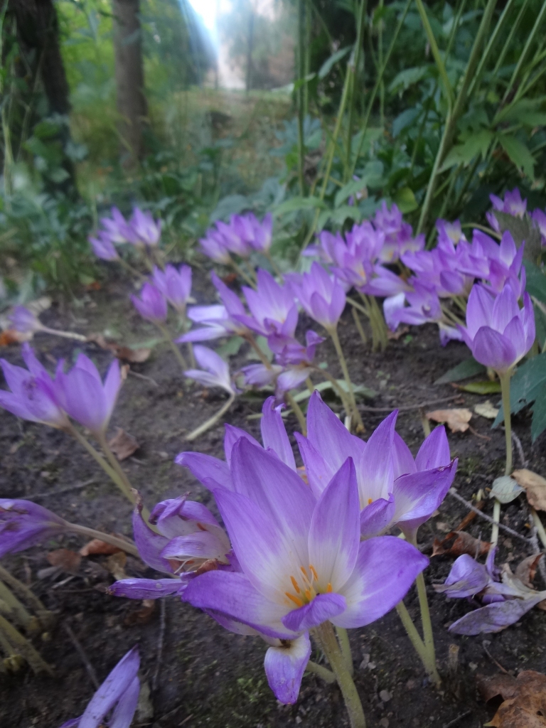 Autors: Ināra Sudare