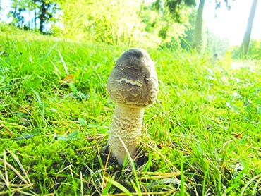 Autors: Inārs Dreijers.