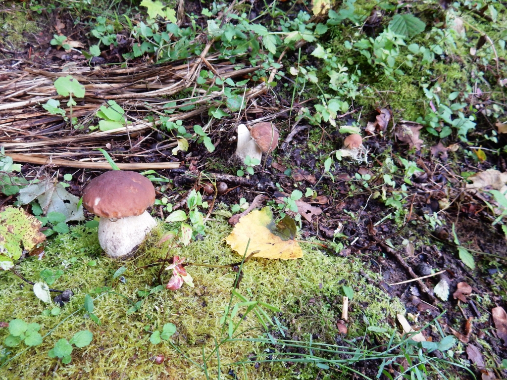 SKAISTULES ir Andas sagaidītās baravikas.
Autors: no personīgā albuma